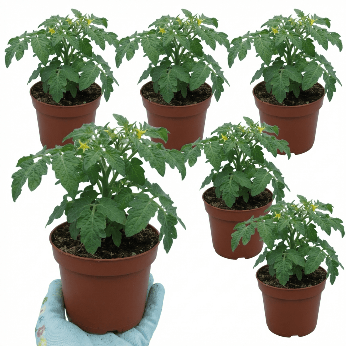 Set of 3 or 6 Large Plants - Tomato Veranda Red Variety, Ready to Plant in Your Garden - Frankton's