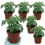 Set of 3 or 6 Large Plants - Tomato Veranda Red Variety, Ready to Plant in Your Garden - Frankton's
