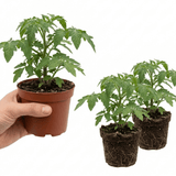 Set of 3 or 6 Large Plants - Tomato Veranda Red Variety, Ready to Plant in Your Garden - Frankton's