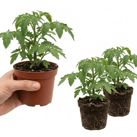 Set of 3 or 6 Large Plants - Tomato Veranda Red Variety, Ready to Plant in Your Garden - Frankton's