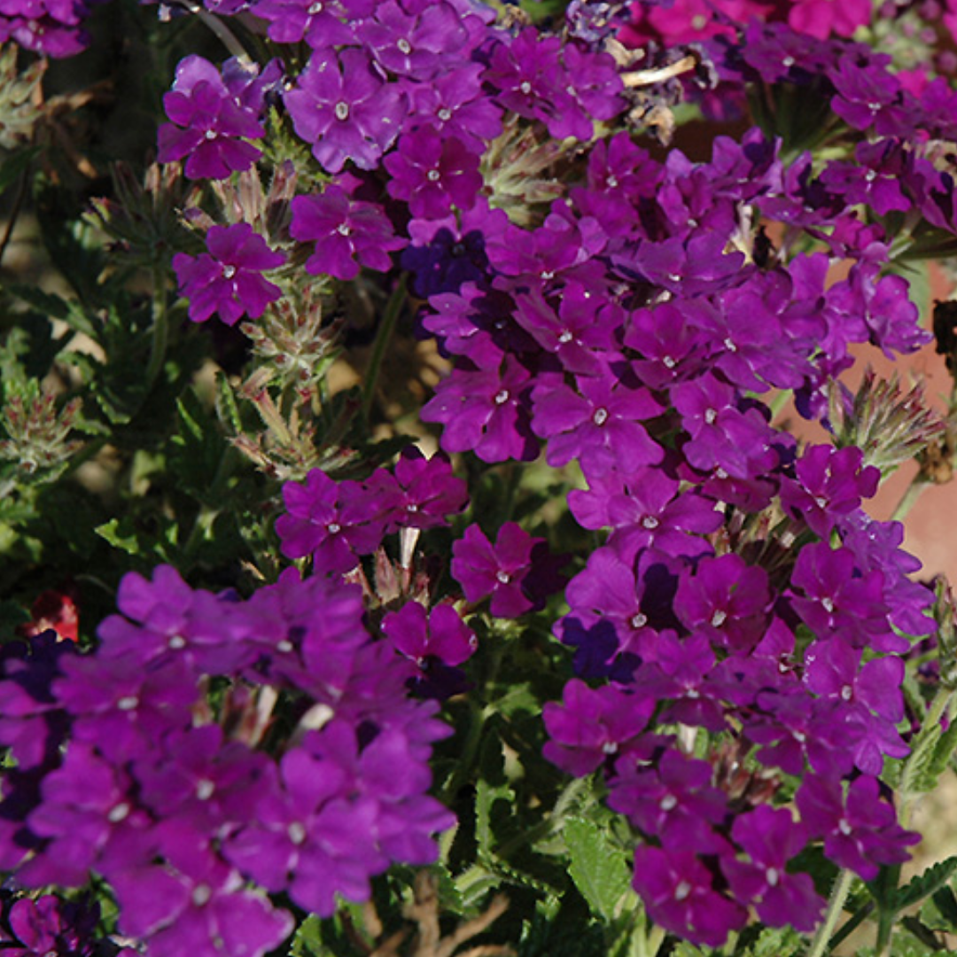 Set of 3 or 6 Large Plants - Verbena Lanai Up True Blue, Ready to Plant in Your Garden - Frankton's