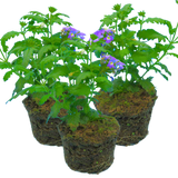 Set of 3 or 6 Large Plants - Verbena Lanai Up True Blue, Ready to Plant in Your Garden - Frankton's
