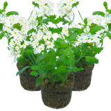 Set of 3 or 6 Large Plants - Verbena Lanai Up White, Ready to Plant in Your Garden - Frankton's