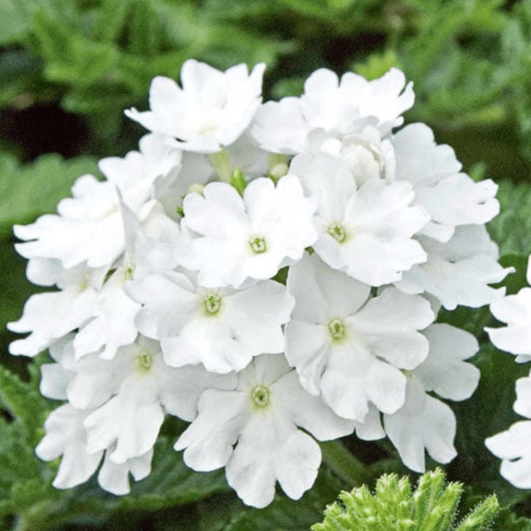 Set of 3 or 6 Large Plants - Verbena Lanai Up White, Ready to Plant in Your Garden - Frankton's