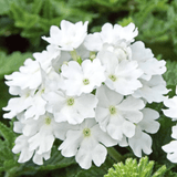 Set of 3 or 6 Large Plants - Verbena Lanai Up White, Ready to Plant in Your Garden - Frankton's
