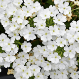 Set of 3 or 6 Large Plants - Verbena Lanai Up White, Ready to Plant in Your Garden - Frankton's