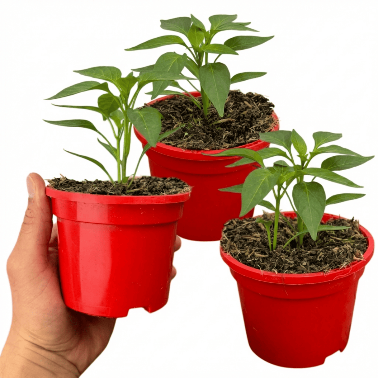 Set of 3 or 6 Large Sweet Pepper Plants - Astor Variety, Ready to Plant in Your Garden - Frankton's