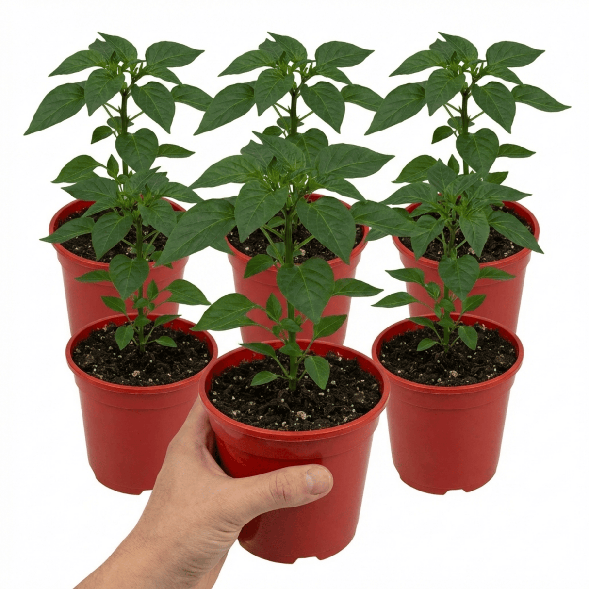 Set of 3 or 6 Large Sweet Pepper Plants - Astor Variety, Ready to Plant in Your Garden - Frankton's