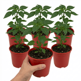 Set of 3 or 6 Large Sweet Pepper Plants - Astor Variety, Ready to Plant in Your Garden - Frankton's