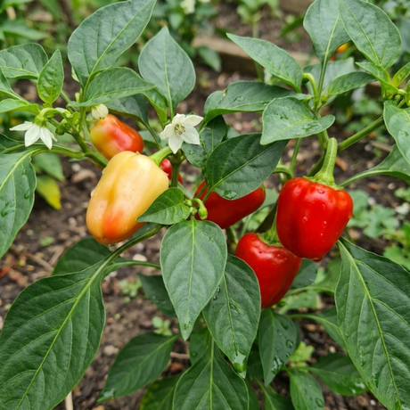 Set of 3 or 6 Large Sweet Pepper Plants - Liberty Belle, Ready to Plant in Your Garden - Frankton's