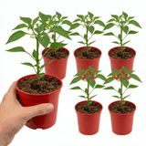Set of 3 or 6 Large Sweet Pepper Plants - Liberty Belle, Ready to Plant in Your Garden - Frankton's