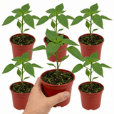Set of 3 or 6 Large Sweet Pepper Plants - Thor Variety, Ready to Plant in Your Garden - Frankton's