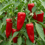 Set of 3 or 6 Large Sweet Pepper Plants - Thor Variety, Ready to Plant in Your Garden - Frankton's