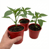Set of 3 or 6 Large Sweet Pepper Plants - Thor Variety, Ready to Plant in Your Garden - Frankton's