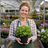 Set of 3 or 6 Lemon Balm Mint Plants Fresh Live Hardy Perennial Herb Garden Ready Plants 1 Litre Root Ball - Frankton's