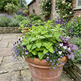 Set of 3 or 6 Lemon Balm Mint Plants Fresh Live Hardy Perennial Herb Garden Ready Plants 1 Litre Root Ball - Frankton's