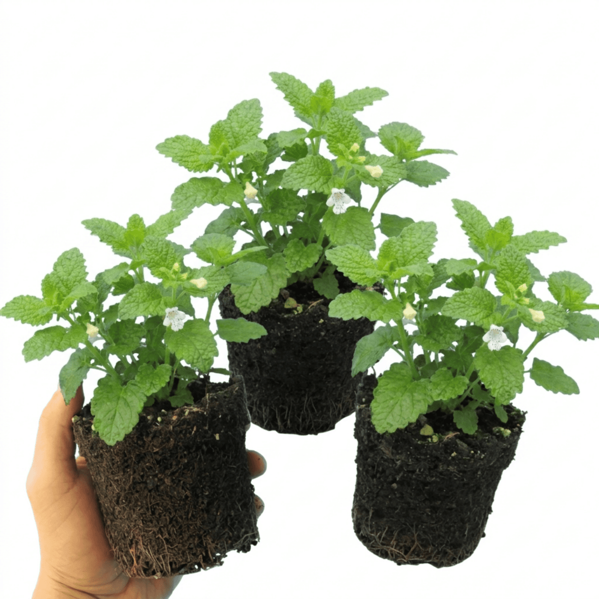 Set of 3 or 6 Lemon Balm Mint Plants Fresh Live Hardy Perennial Herb Garden Ready Plants 1 Litre Root Ball - Frankton's