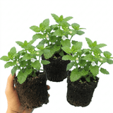 Set of 3 or 6 Lemon Balm Mint Plants Fresh Live Hardy Perennial Herb Garden Ready Plants 1 Litre Root Ball - Frankton's