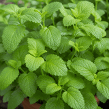 Set of 3 or 6 Lemon Balm Mint Plants Fresh Live Hardy Perennial Herb Garden Ready Plants 1 Litre Root Ball - Frankton's