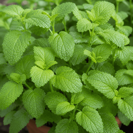 Set of 3 or 6 Lemon Balm Mint Plants Fresh Live Hardy Perennial Herb Garden Ready Plants 1 Litre Root Ball - Frankton's