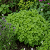 Set of 3 or 6 Lemon Balm Mint Plants Fresh Live Hardy Perennial Herb Garden Ready Plants 1 Litre Root Ball - Frankton's