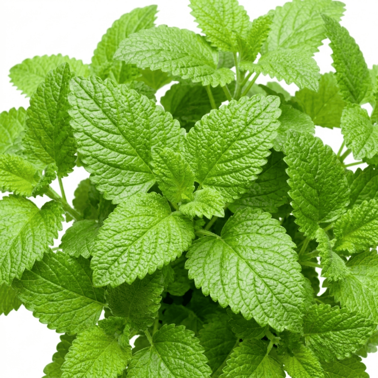 Set of 3 or 6 Lemon Balm Mint Plants Fresh Live Hardy Perennial Herb Garden Ready Plants 1 Litre Root Ball - Frankton's