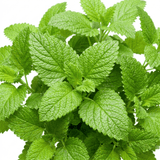 Set of 3 or 6 Lemon Balm Mint Plants Fresh Live Hardy Perennial Herb Garden Ready Plants 1 Litre Root Ball - Frankton's