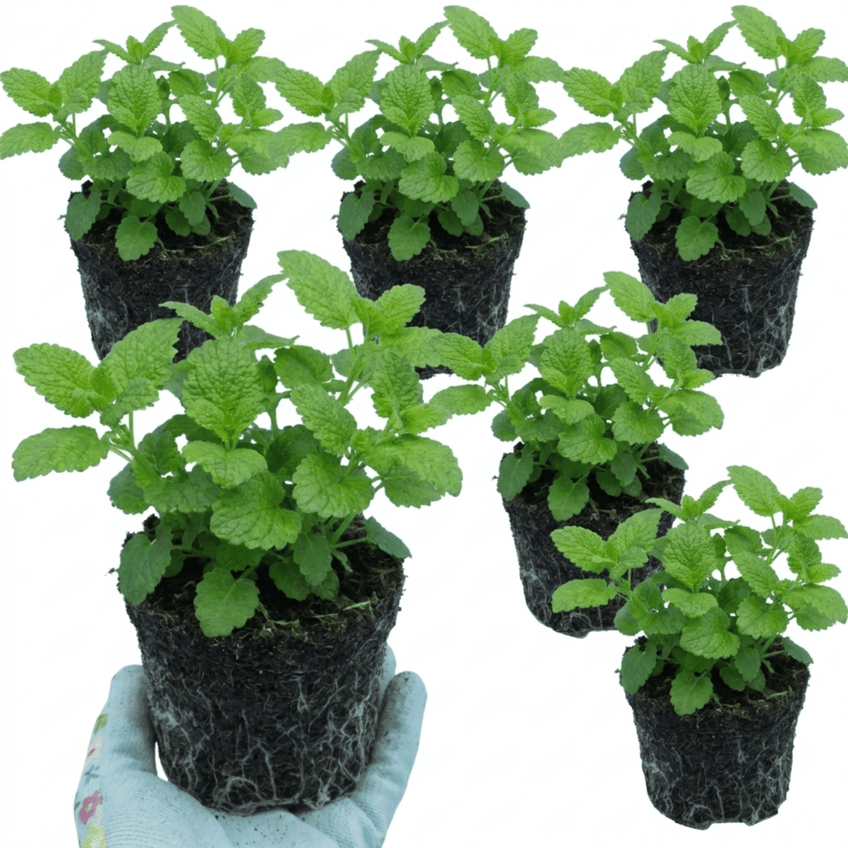 Set of 3 or 6 Lemon Balm Mint Plants Fresh Live Hardy Perennial Herb Garden Ready Plants 1 Litre Root Ball - Frankton's