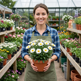 Set of 3 or 6 Leucanthemum Madonna White Shasta Daisy Plants, Hardy Perennial, 11cm or 1L Root Ball - Frankton's