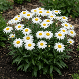 Set of 3 or 6 Leucanthemum Madonna White Shasta Daisy Plants, Hardy Perennial, 11cm or 1L Root Ball - Frankton's