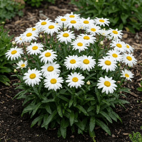 Set of 3 or 6 Leucanthemum Madonna White Shasta Daisy Plants, Hardy Perennial, 11cm or 1L Root Ball - Frankton's