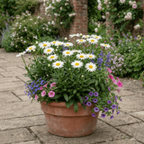Set of 3 or 6 Leucanthemum Madonna White Shasta Daisy Plants, Hardy Perennial, 11cm or 1L Root Ball - Frankton's