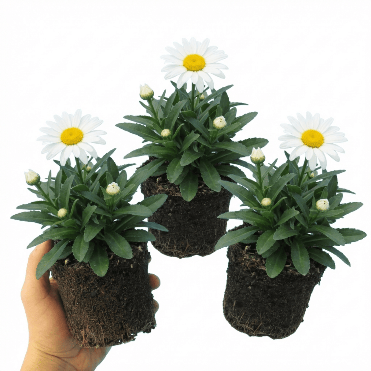 Set of 3 or 6 Leucanthemum Madonna White Shasta Daisy Plants, Hardy Perennial, 11cm or 1L Root Ball - Frankton's