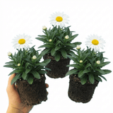 Set of 3 or 6 Leucanthemum Madonna White Shasta Daisy Plants, Hardy Perennial, 11cm or 1L Root Ball - Frankton's