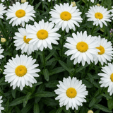 Set of 3 or 6 Leucanthemum Madonna White Shasta Daisy Plants, Hardy Perennial, 11cm or 1L Root Ball - Frankton's