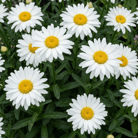 Set of 3 or 6 Leucanthemum Madonna White Shasta Daisy Plants, Hardy Perennial, 11cm or 1L Root Ball - Frankton's