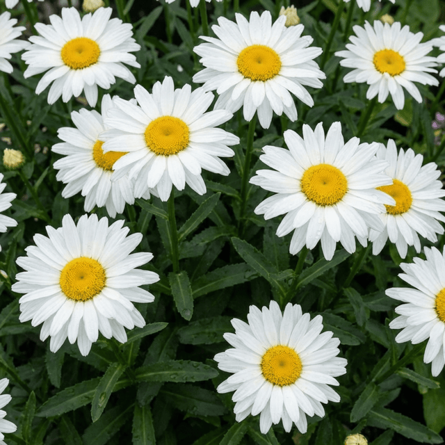 Set of 3 or 6 Leucanthemum Madonna White Shasta Daisy Plants, Hardy Perennial, 11cm or 1L Root Ball - Frankton's
