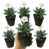Set of 3 or 6 Leucanthemum Madonna White Shasta Daisy Plants, Hardy Perennial, 11cm or 1L Root Ball - Frankton's