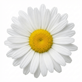 Set of 3 or 6 Leucanthemum Madonna White Shasta Daisy Plants, Hardy Perennial, 11cm or 1L Root Ball - Frankton's