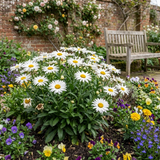 Set of 3 or 6 Leucanthemum Madonna White Shasta Daisy Plants, Hardy Perennial, 11cm or 1L Root Ball - Frankton's