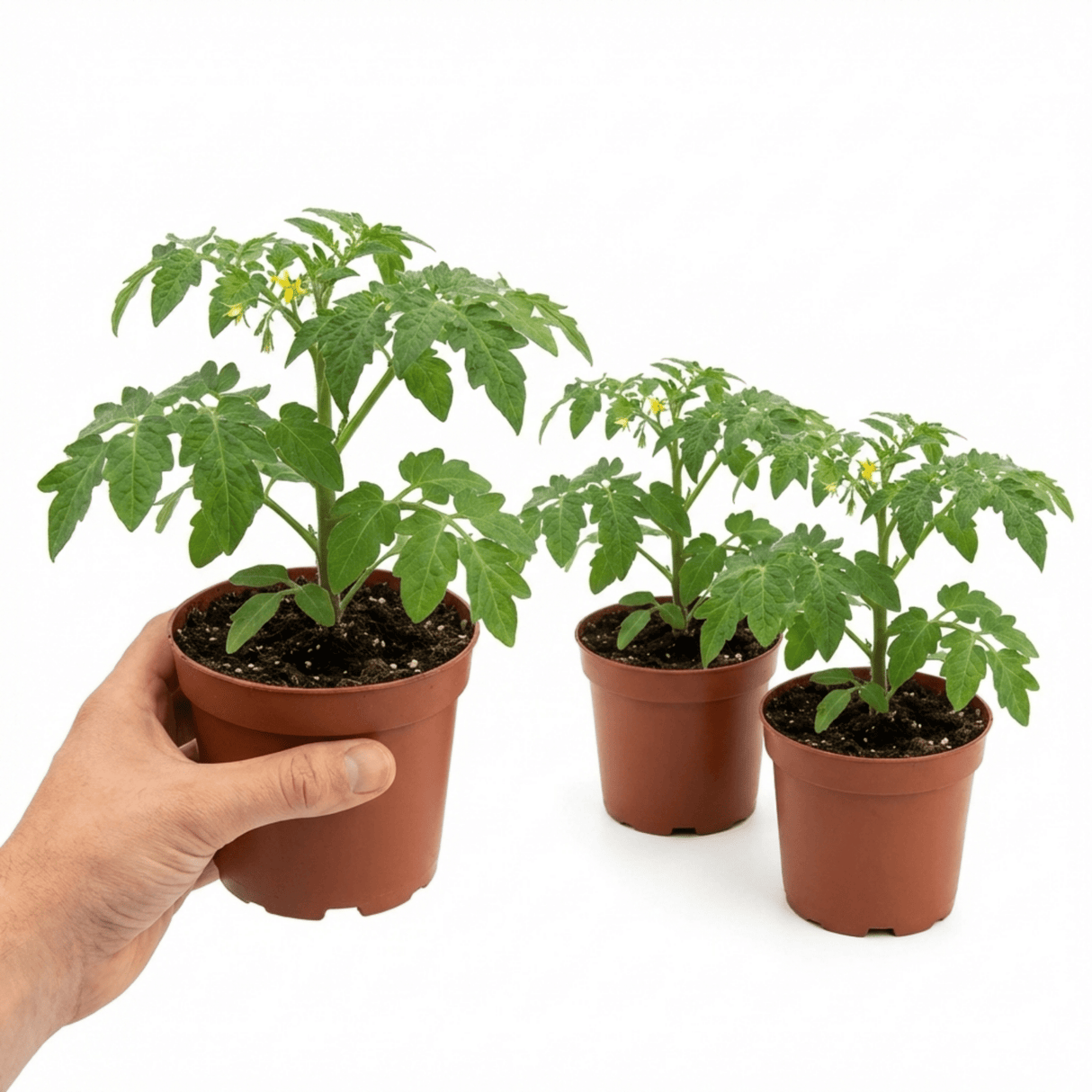 Set of 3 or 6 Live Tomato Plants Growers’ Mix, Ready to Plant Garden Vegetable Plants, Outdoor Garden Ready, 1L Root Ball - Frankton's