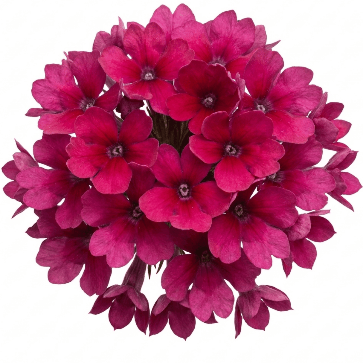 Set of 3 or 6 Lobelia Starship Bronze Leaf Upright Hardy Perennial Plants, Garden Ready, 1 Litre Root Ball - Frankton's