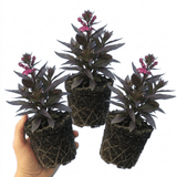 Set of 3 or 6 Lobelia Starship Bronze Leaf Upright Hardy Perennial Plants, Garden Ready, 1 Litre Root Ball - Frankton's