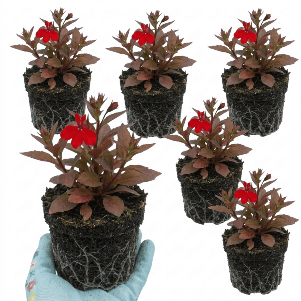 Set of 3 or 6 Lobelia Starship Bronze Leaf Upright Hardy Perennial Plants, Garden Ready, 1 Litre Root Ball - Frankton's