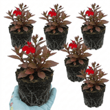 Set of 3 or 6 Lobelia Starship Bronze Leaf Upright Hardy Perennial Plants, Garden Ready, 1 Litre Root Ball - Frankton's