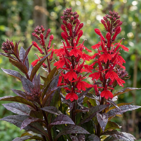 Set of 3 or 6 Lobelia Starship Bronze Leaf Upright Hardy Perennial Plants, Garden Ready, 1 Litre Root Ball - Frankton's