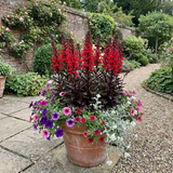 Set of 3 or 6 Lobelia Starship Bronze Leaf Upright Hardy Perennial Plants, Garden Ready, 1 Litre Root Ball - Frankton's