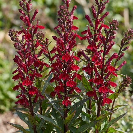 Set of 3 or 6 Lobelia Starship Burgundy Upright Hardy Perennial Plants, Outdoor Garden Ready, 1 Litre Root Ball - Frankton's