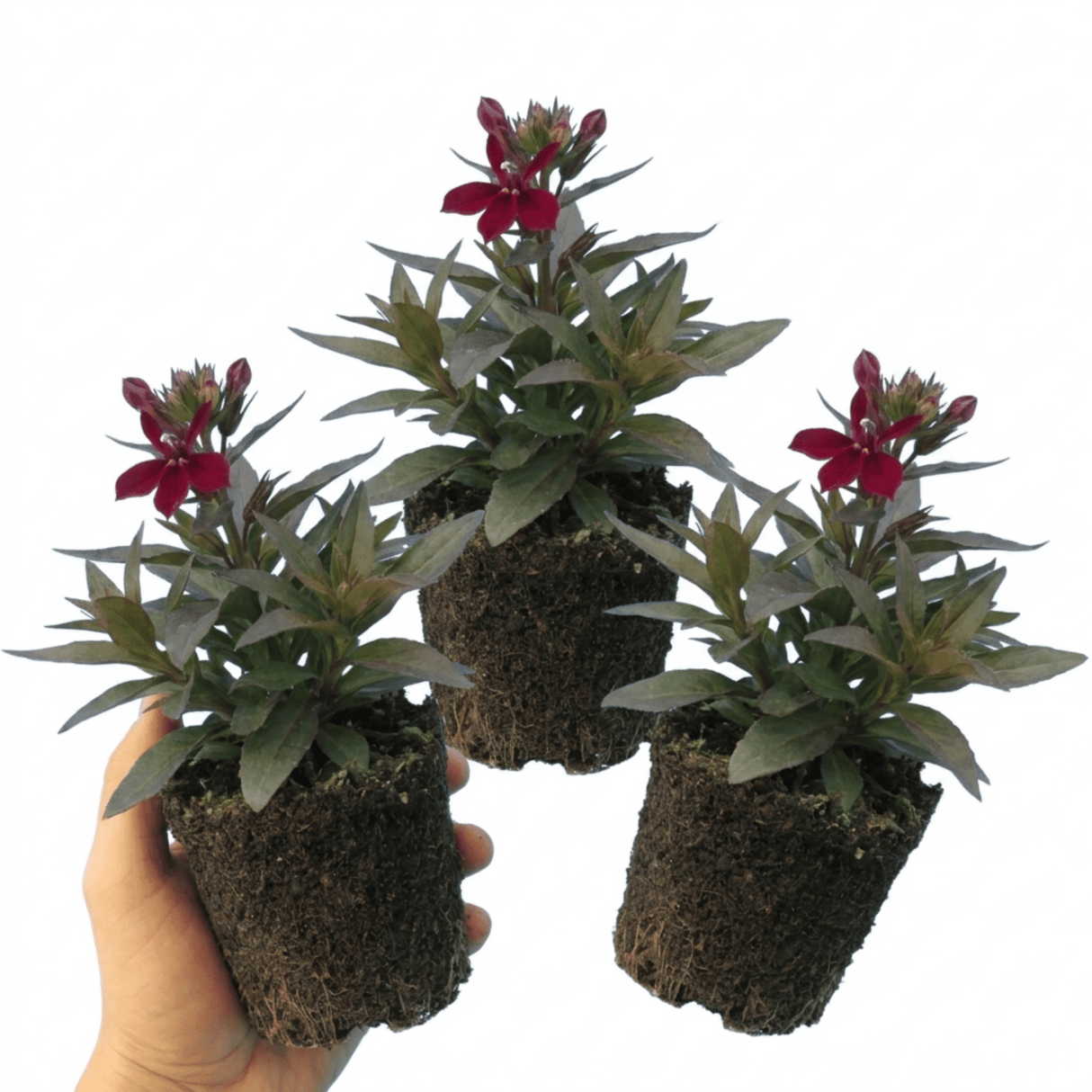 Set of 3 or 6 Lobelia Starship Burgundy Upright Hardy Perennial Plants, Outdoor Garden Ready, 1 Litre Root Ball - Frankton's