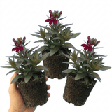Set of 3 or 6 Lobelia Starship Burgundy Upright Hardy Perennial Plants, Outdoor Garden Ready, 1 Litre Root Ball - Frankton's
